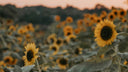 Champ de tournesols au coucher du soleil illustrant l’engagement RSE et solidaire de Gemology avec les ESAT